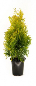 4" THUJA, EMERALD SQUEEZE