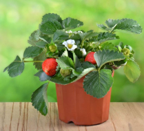 4" STRAWBERRY, EVERBEARING