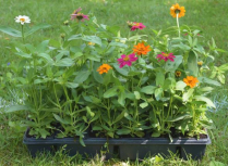 4" ZINNIA, ZAHARA, TRAILING