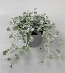 4.5" DICHONDRA "SILVER FALLS"