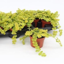 4.5" LYSMACHIA, GOLDILOCKS