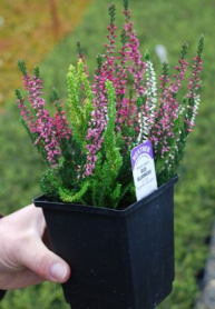 4.5" HEATHER, ERICA, DOUBLEPLAY, CALLUNA