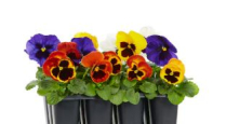 4.5" PANSIES, DOUBLE, ASSORTED