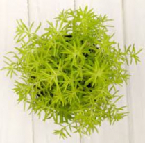 4.5" SEDUM, ASSORTED