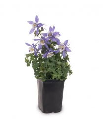 5.5" AQUILEGIA, BLUE