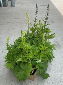 5.5" DELPHINIUM, HYBRID, ASSORTED