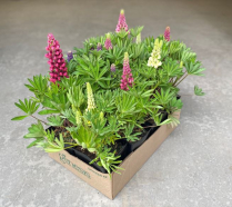 5.5" LUPINE, ASSORTED