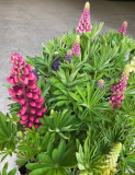5.5" LUPINE, ASSORTED