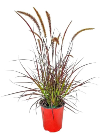 5.5" PURPLE FOUNTAIN GRASS