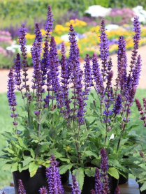 5.5" SALVIA, SALVATORE, BLUE