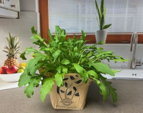 5.5" HERB, ARUGULA