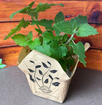 5.5" HERBS, CATNIP