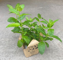 5.5" HERB, MINT, MOJITO