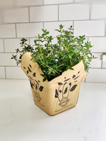 5.5" HERB, THYME
