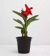6" CANNA LILY, ASSORTED