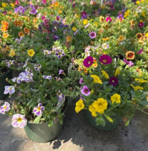 6" CALIBRACHOA, ASSORTED