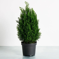 6" CHAM, EURO CYPRESS, ELWOODII