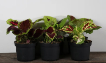 6" COLEUS, KONG, ASSORTED
