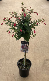 6" FUCHSIA TOPIARY