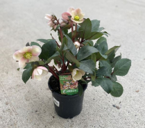 6" HELLEBORUS, PINK FROST