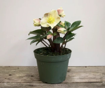 6" HELLEBORUS, WHITE