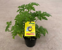 6" GERANIUM, SCENTED, CITROSA