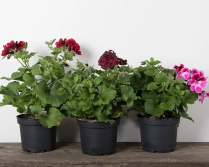 6" PELARGONIUM, MARTHA WASHINGTON