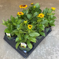 6" RUDBECKIA, ASSORTED