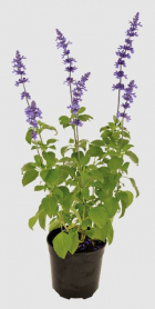 6" SALVIA, MYSTIC SPIRES, BLUE