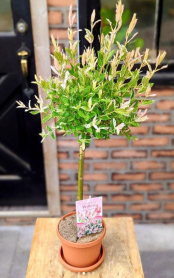 6" SALIX, H. NISHIKI, WILLOW TOPIARY