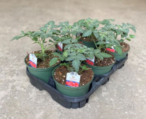 6" TOMATO, ASSORTED IN FLAT