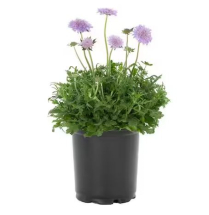 6" SCABIOSA, FLUTTER, ASSORTED