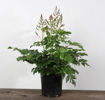 1 GAL ASTILBE, ASSORTED