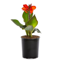 1 GAL CANNA LILY, ASSORTED