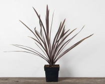 1 GAL CORDYLINE RED STAR