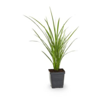 1 GAL DRACAENA SPIKE