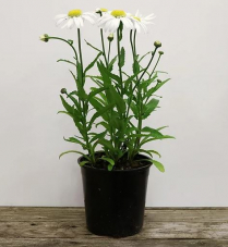 1 GAL LEUCANTHEMUM, SHASTA DAISY