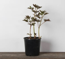 1 GAL PEONEAS, ASSORTED