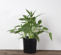 1 GAL RUDBECKIA, ASSORTED