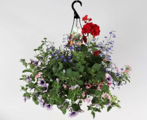 10" HB MIXED SPRING BASKET