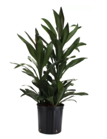 10" CORDYLINE