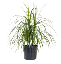 10" DRACAENA SPIKE