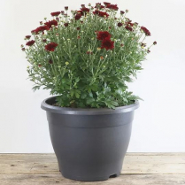 10" GARDEN MUM, ASSORTED