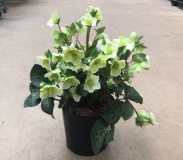 10" HELLEBORUS, ASSORTED