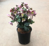 10" HELLEBORUS, ASSORTED