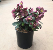 10" HELLEBORUS, ASSORTED
