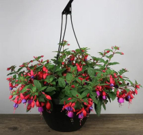 10" HB FUCHSIA, ASSORTED
