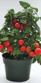 10" TOMATO, TRAILING