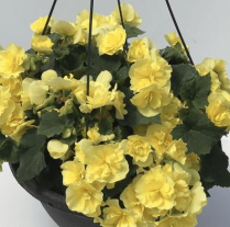 12" HB BEGONIA, SOLENIA