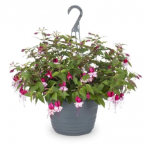 12" HB FUCHSIA, ASSORTED